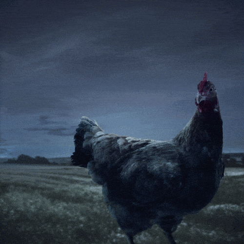 Galline allevate a terra