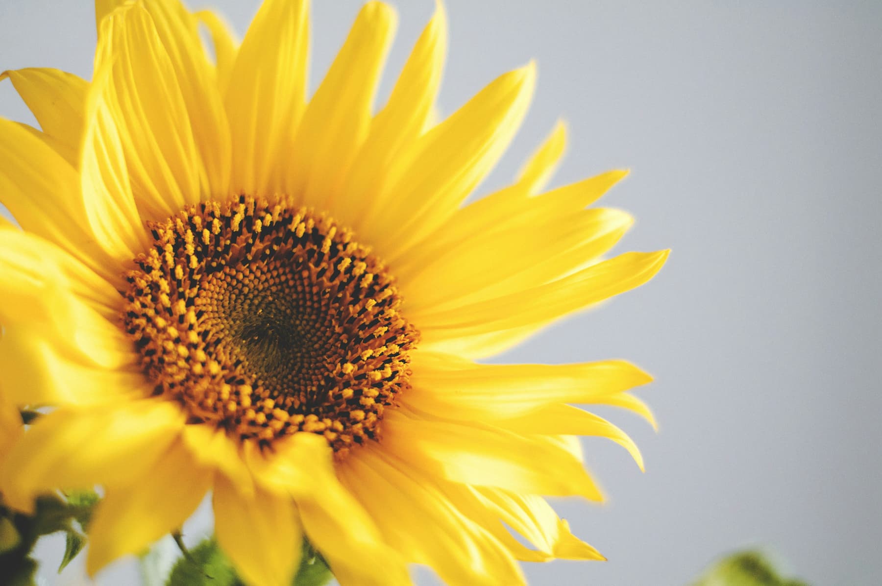 Nous travaillons nos recettes pour les rendre toujours plus naturelles